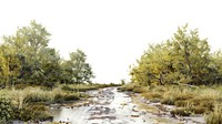 Serene muddy forest path