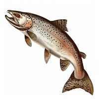 Detailed salmon fish illustration