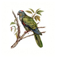 Colorful parrot perched on branch