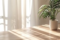 Sunlit minimalist room with plant