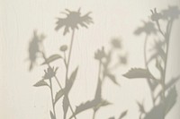 Shadows of wildflowers on wall