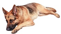 German Shepherd dog Lie on back german shepherd animal canine.