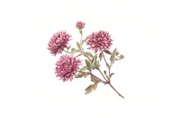 Vintage pink chrysanthemum floral illustration