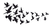 Silhouetted birds in flight formation