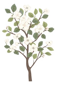 Dogwood Tree flower illustrated blossom.