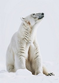 A winter polar bear wildlife animal mammal.