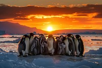 Penguins gather during stunning sunset.