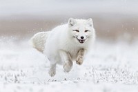 Arctic fox running through snow