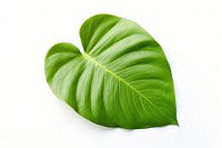 Philodendron rubum leaf blossom flower plant.