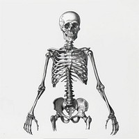 Detailed human skeletal anatomy illustration