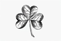 Shamrock cloverleaf drawing art illustrated.