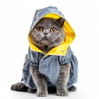 Cute cat in raincoat