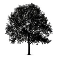 Tree outline silhouette sycamore plant. | Free Photo Illustration ...