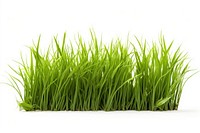 Lush green grass blades isolated