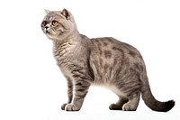 Scottish fold cat standing animal pet mammal.