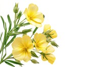 Bright yellow flowers on white