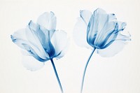 Delicate blue floral x-ray illustration