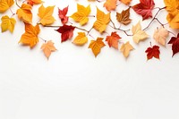 Autumn leaves on white background