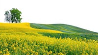 Hilly spring fields countryside vegetation grassland.