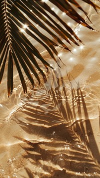 Tropical beach sand palm shadows