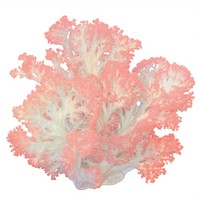 Vibrant pink coral reef