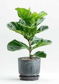 Elegant indoor fiddle leaf fig