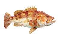 Detailed grouper fish illustration