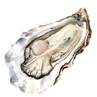 Realistic watercolor oyster illustration