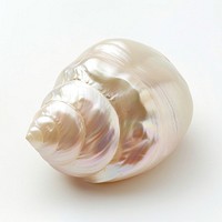 Lustrous seashell on white background