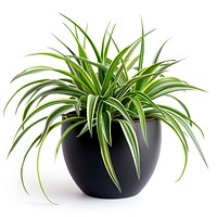 Vibrant spider plant in pot