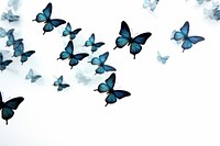 Blue butterflies in flight illustration