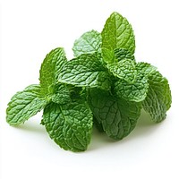 Fresh aromatic green mint leaves