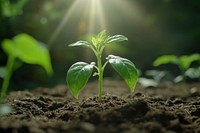 Young plant in sunlight soil