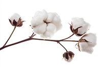 Soft white cotton plant branch