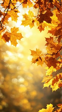 Maple tree leaves autumn leaf background.