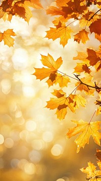 Maple tree leaves leaf background sunlight.