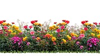 Colorful spring flower bushes asteraceae vegetation outdoors.