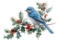 Bluebird perched on holly branch