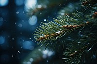 Pine tree leaves background branch snow.