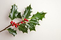 Holly branch with red berries