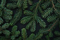 Lush evergreen pine branches background