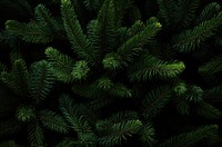 Lush evergreen foliage, dark background