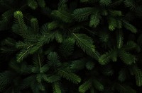 Lush evergreen pine tree branches