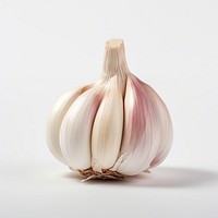 Fresh garlic bulb isolated white