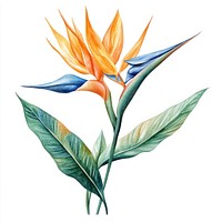 Vibrant tropical bird-of-paradise illustration