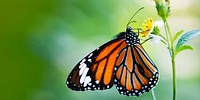 Butterfly feeding on flower