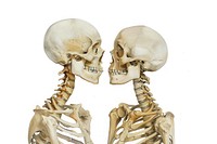 Skeletons facing each other