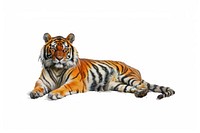 Majestic tiger on white background