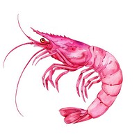 Vibrant shrimp watercolor illustration