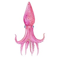 Vibrant pink squid illustration